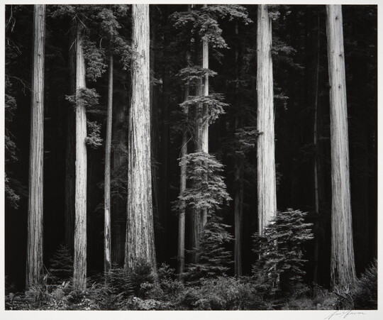 A black-and-white photograph of tall tree trunks against a dark forest.