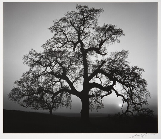 A black-and-white photograph of an oak tree in silhouette.
