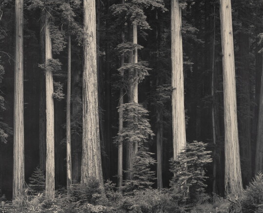 A black-and-white photograph of tall tree trunks against a dark forest.