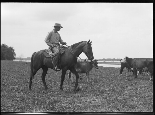 A black-and-white image of a White man on horseback wearing a cowboy hat, holding a lasso, cattle in the background.