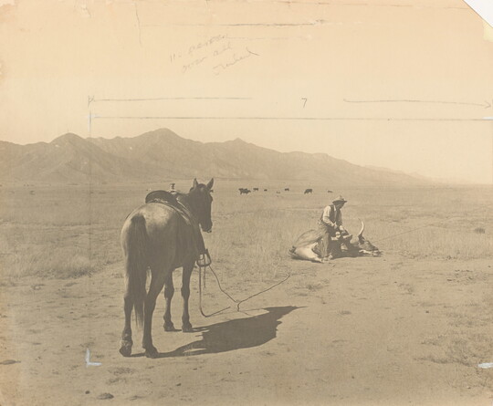 A black-and-white photograph of a man sitting on a lassoed steer while his horse waits.