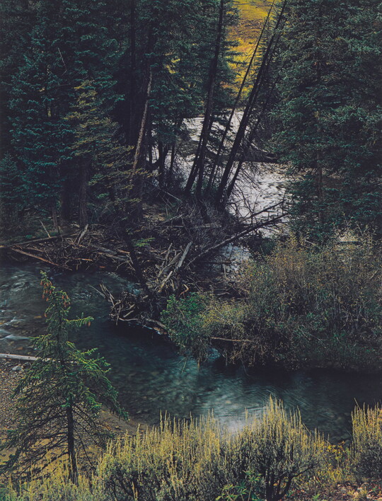 A color photograph of a river or stream running though a pine forest as seen from above.