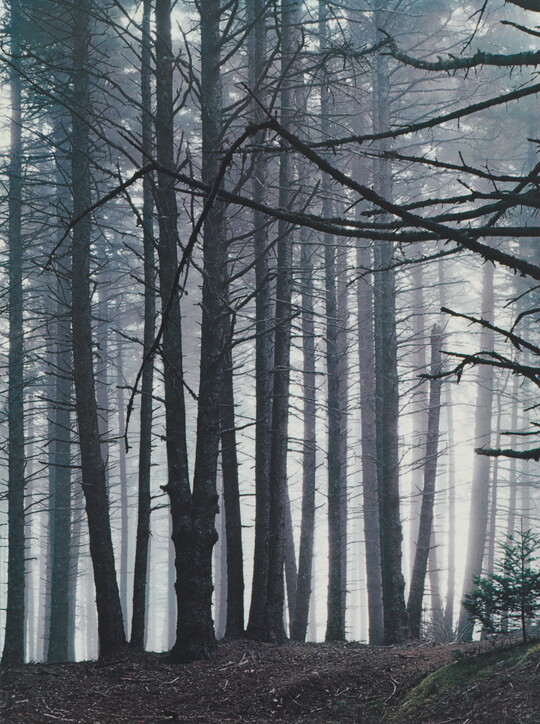 A color photograph of a forest of tall spruce trees in fog.