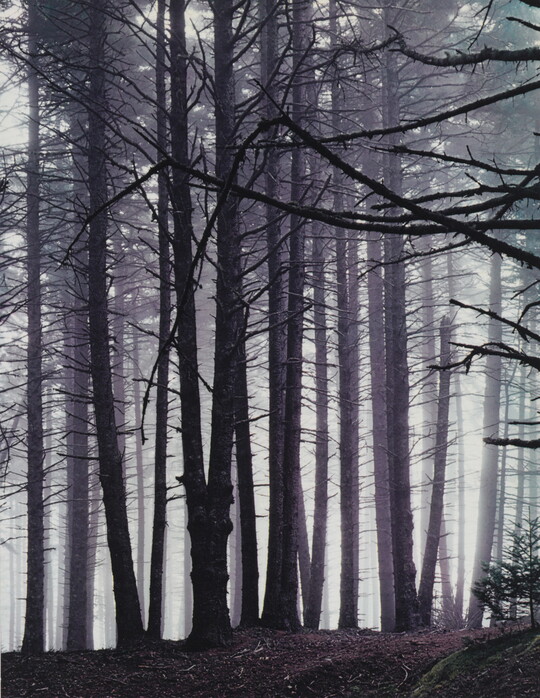 A color photograph of a forest of tall spruce trees in fog.