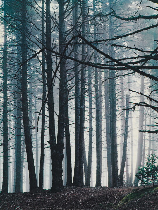 A color photograph of a forest of tall spruce trees in fog.