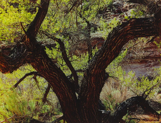 A color photograph of a large tree with a trunk split like the letter "V" and lush green foliage in the background.