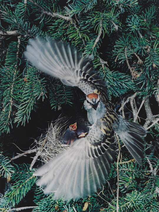A color photograph of a gray, black, and brown bird with its wings spread around a nest containing two baby birds.