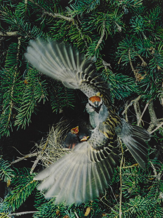 A color photograph of a gray, black, and brown bird with its wings spread around a nest containing two baby birds.