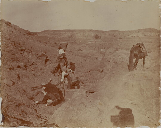 A sepia-toned photograph of two men on a rocky hillside, one on horseback, the other crouched next to a roped cow laying on the ground as his horse stands nearby.