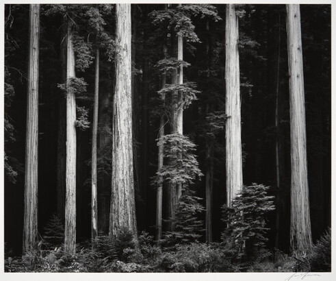 A black-and-white photograph of tall tree trunks against a dark forest.