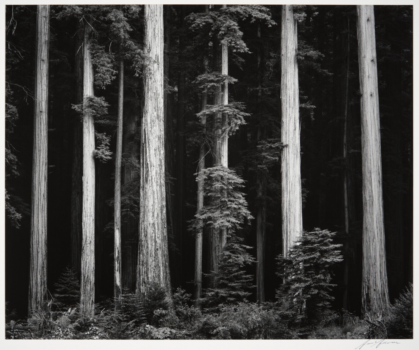 A black-and-white photograph of tall tree trunks against a dark forest.
