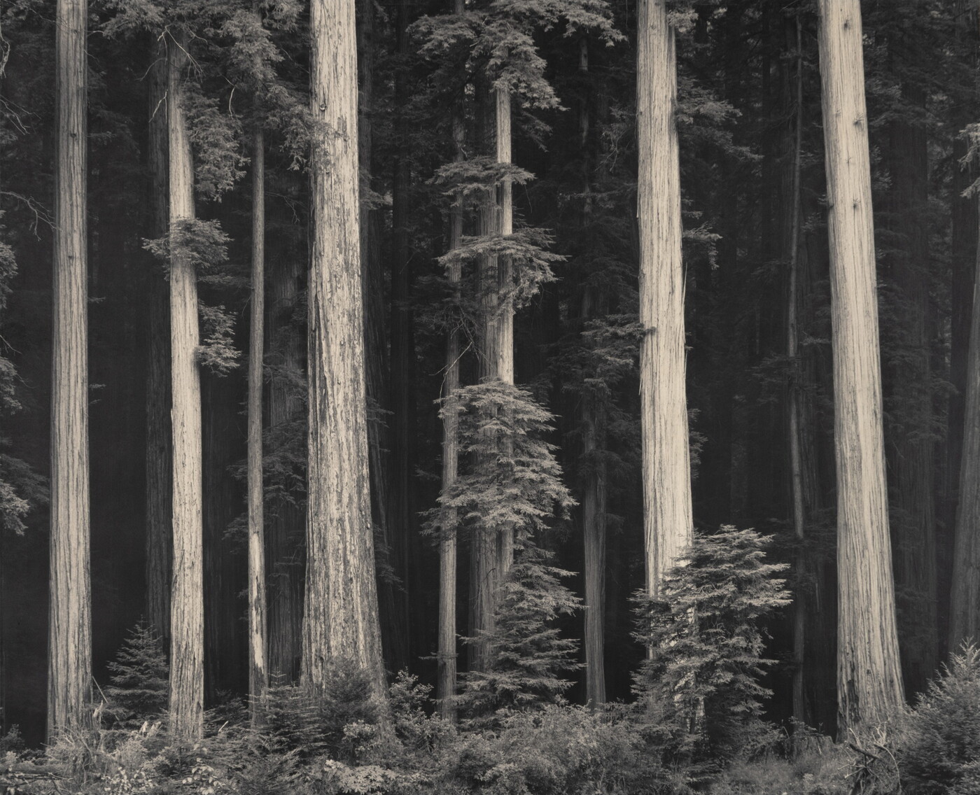 A black-and-white photograph of tall tree trunks against a dark forest.