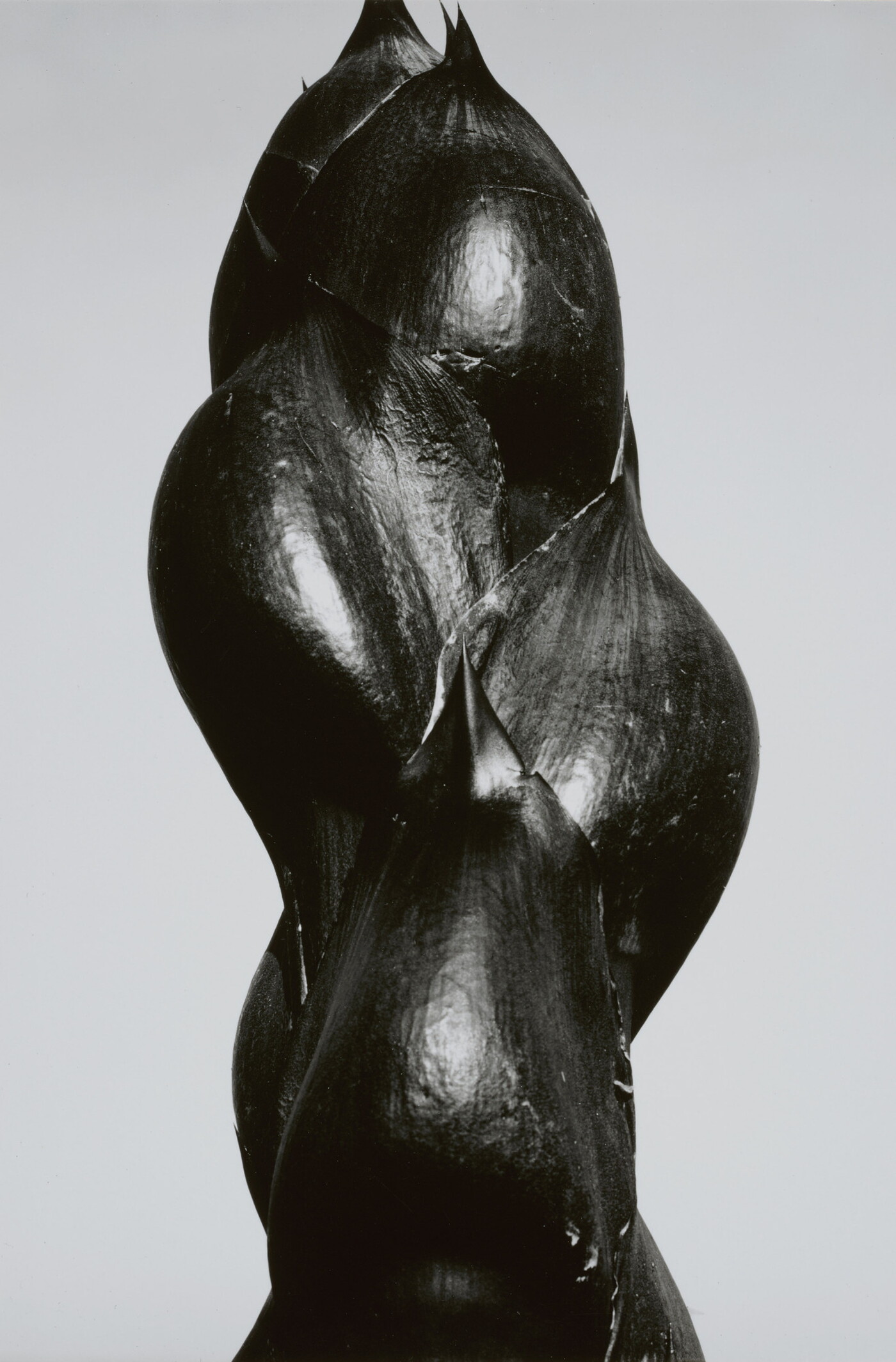 A close-up black-and-white photograph of the dark stem and buds of a plant.