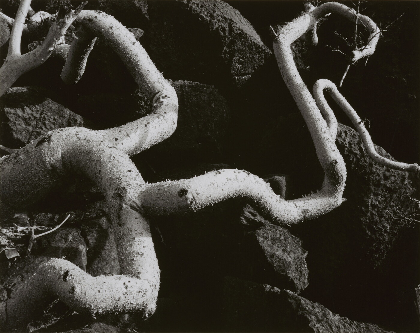A black-and-white close-up photograph of twisted white tree roots growing out of dark soil.