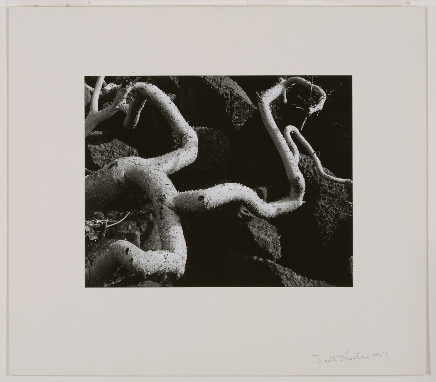 A black-and-white close-up photograph of twisted white tree roots growing out of dark soil.