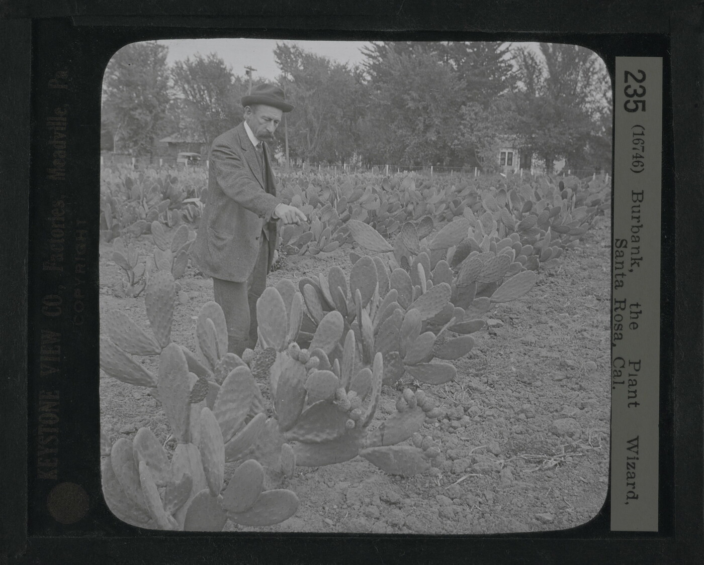 Burbank, the Plant Wizard, Santa Rosa, Cal. Amon Carter Museum of