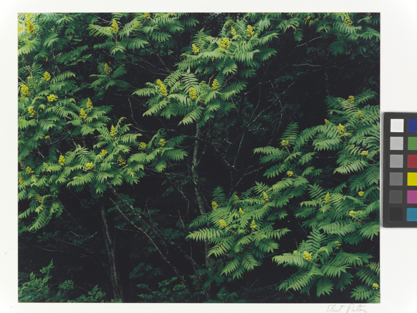 Poison Sumac, Rockport, Maine, July 13, 1983 Amon Carter Museum of