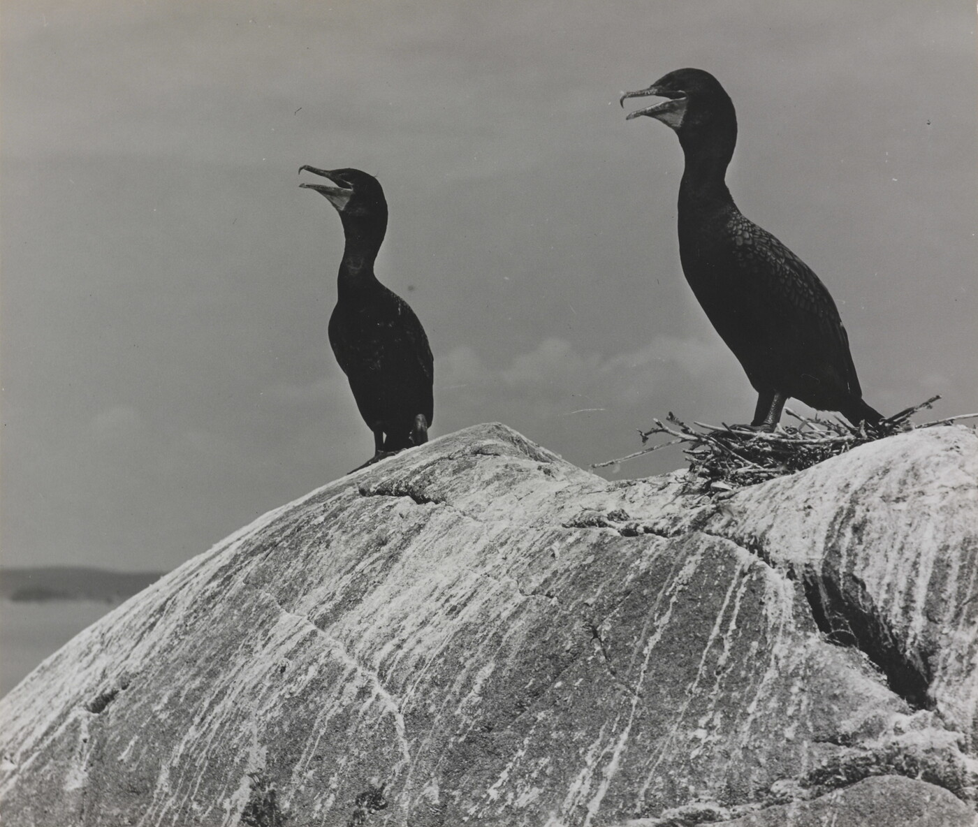 Doublecrested Cormorants, Colt Head Island, Maine, 1937 Amon Carter Museum of American Art