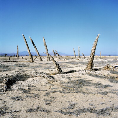 A color photograph of a desert landscape, mountains in the distance, dotted with the trunks of palm trees missing their crowns.