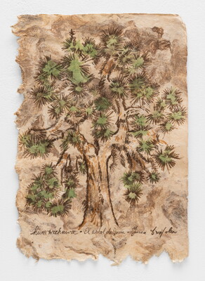 A watercolor painting of a tree with clusters of pointed leaves covering the branches.
