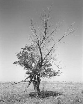 A black-and-white photograph of a partially dead tree, bare branches toward the top and leafy branches on the bottom, on an open grassland.