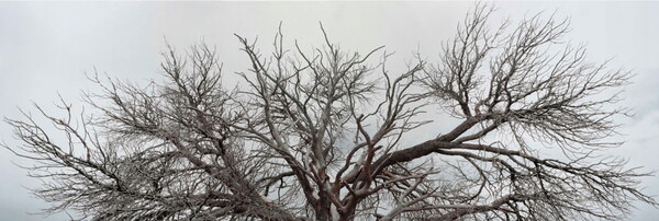 A horizontal color photograph of the top of a bare tree against a gray sky.
