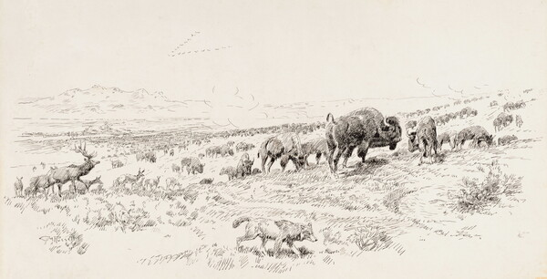 A black-and-white drawing of elk, bison, and coyotes on the open plains.