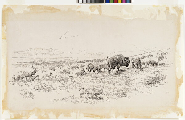 A black-and-white drawing of elk, bison, and coyotes on the open plains.