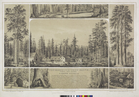 A black-and-white print divided into seven sections, each showing a scene featuring giant trees, buildings, and people.