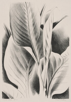 A black-and-white print of a cropped view of canna leaves.