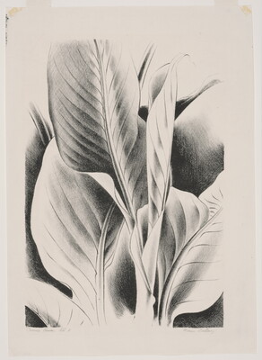 A black-and-white print of a cropped view of canna leaves.