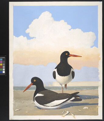 A watercolor of two black-and-white birds with bright orange beaks, one sitting and one standing, on a beach.