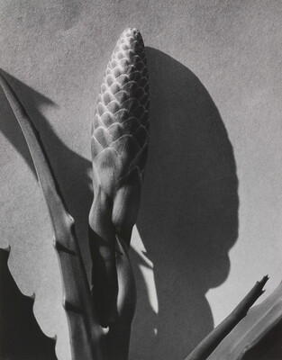 A black-and-white photograph of the flower bud and thick leaves of a plant and their stark shadows.