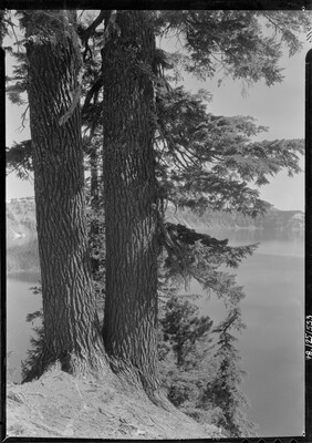 A black-and-white image of two pine trees on a steep hill above a lake with mountains in the distance.