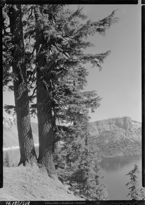 A black-and-white image of two pine trees on a steep hill above a lake with mountains in the distance.