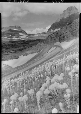A black-and-white image of wildflowers covering one side of a large mountain with pockets of snow.