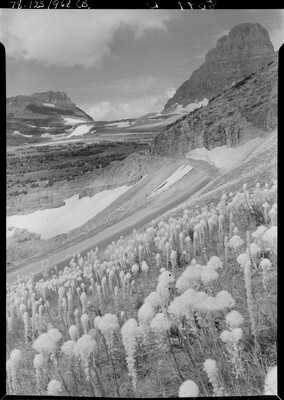 A black-and-white image of wildflowers covering one side of a large mountain with pockets of snow.
