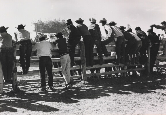 A black-and-white photograph of a group of men viewed from behind, most wearing cowboy hats, standing on or next to a split rail fence.