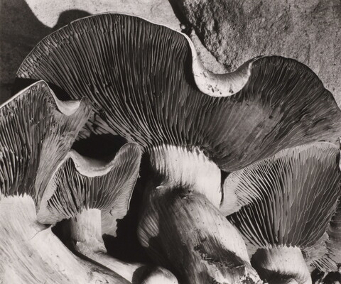 A black-and-white, close-up photograph showing the gills on the underside of a patch of mushrooms.