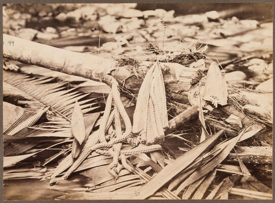A sepia-toned photograph of fallen palm fronds, dead wood, and other organic materials laying on the ground.