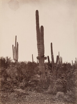 A black-and-white photograph of tall saguaro cacti and other plants in a rocky terrain.
