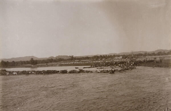 A black-and-white photograph of a large herd of cattle walking through a river.