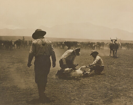 A sepia-toned photograph of two cowboys branding a cow on the ground as other cowboys work with the herd of cattle behind them.