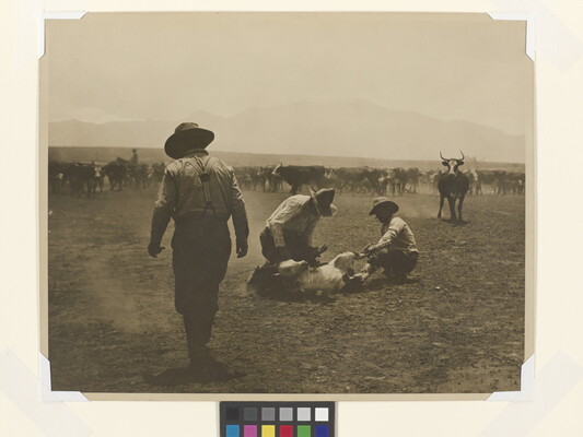 A sepia-toned photograph of two cowboys branding a cow on the ground as other cowboys work with the herd of cattle behind them.