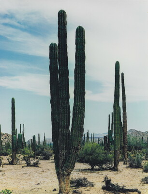 A color photograph of a desert landscape with tall cacti and other plants growing from sandy soil; mountains in the distance.