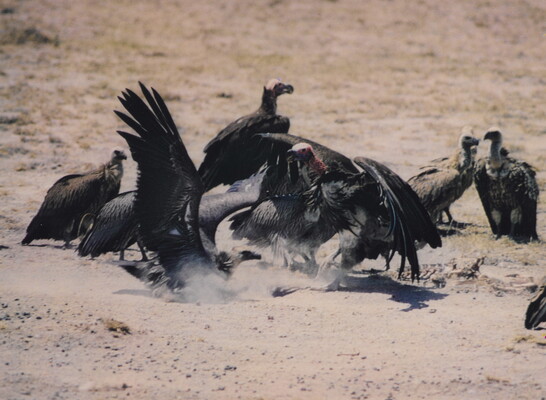 A color photograph of a group of dark-colored vultures flocked around a dead animal in a dusty landscape.