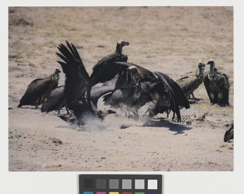 A color photograph of a group of dark-colored vultures flocked around a dead animal in a dusty landscape.