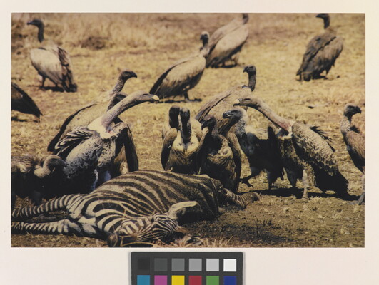 A color photograph of a group of vultures feeding on a dead zebra.