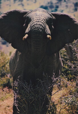 A color photograph of an elephant, head up and ears held out from his head.