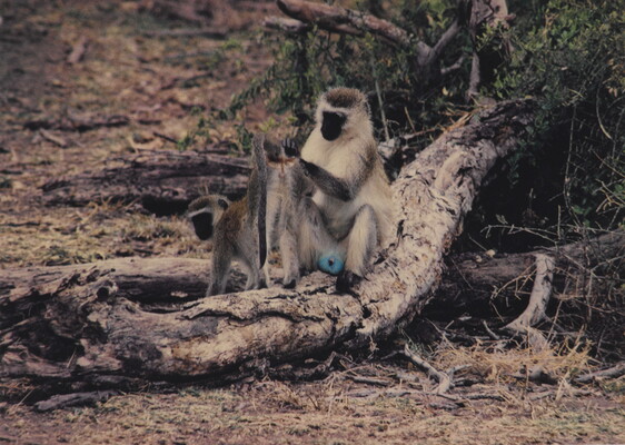 A color photograph of two white and gray monkeys with black faces, one grooming the other, on a log.